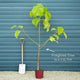 Foxglove Tree | Paulownia tomentosa Ornamental Trees