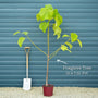 Foxglove Tree | Paulownia tomentosa Ornamental Trees