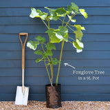 Foxglove Tree | Paulownia tomentosa Ornamental Trees