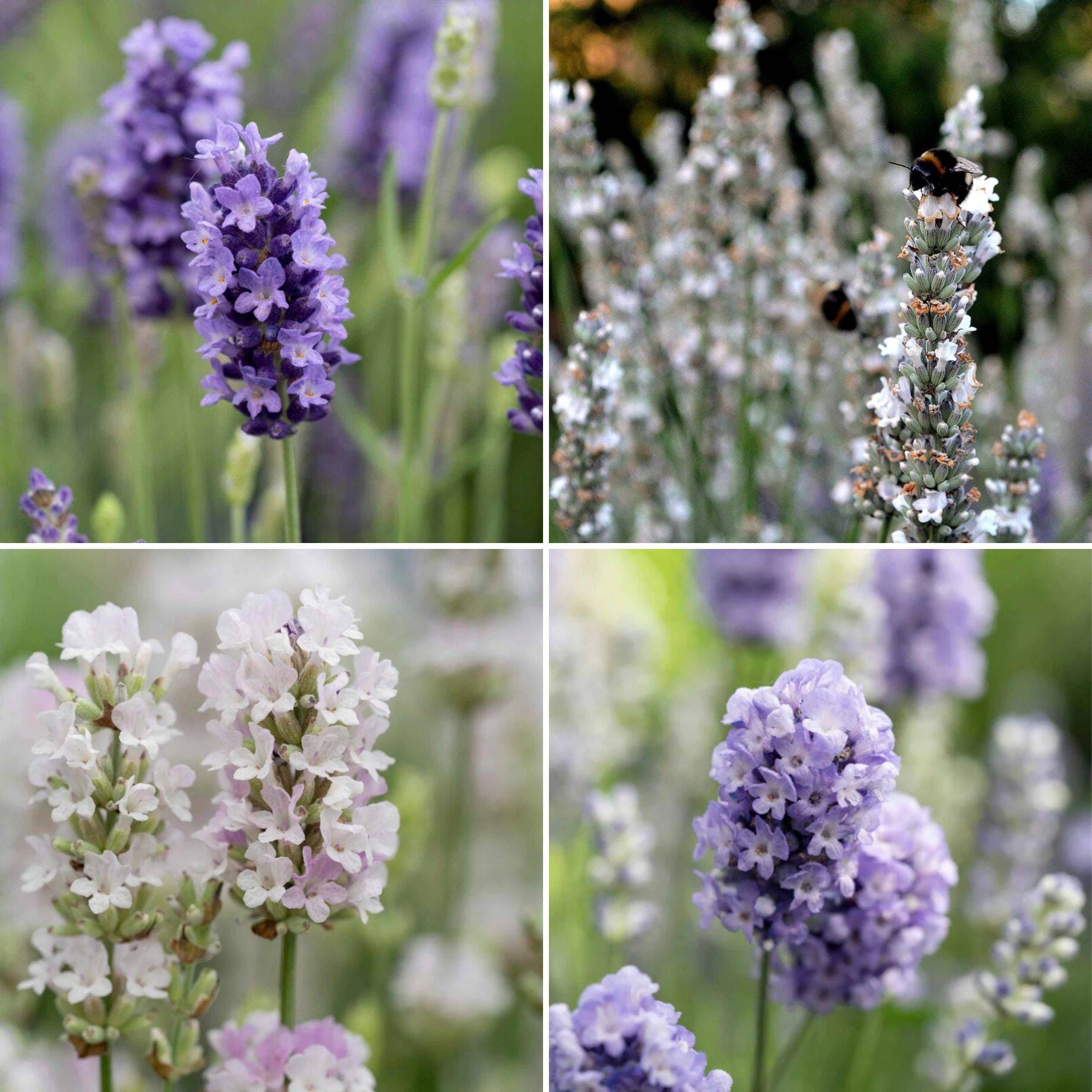 Ultimate Fragrant Lavender Collection