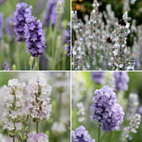 Ultimate Fragrant Lavender Collection Perennial Bedding