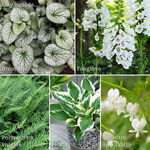 Frosty Woodland Collection | Luminous Plants for Shade Perennial Bedding