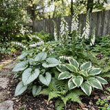 Frosty Woodland Collection | Luminous Plants for Shade Perennial Bedding