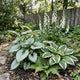 Frosty Woodland Collection | Luminous Plants for Shade Perennial Bedding