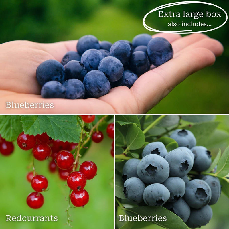 Fruit Plants for Beginners | Allotment in a Box Soft Fruit