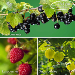 Fruit Plants for Beginners | Allotment in a Box Soft Fruit