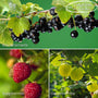 Fruit Plants for Beginners | Allotment in a Box Soft Fruit