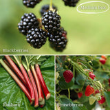Fruit Plants for Beginners | Allotment in a Box Soft Fruit