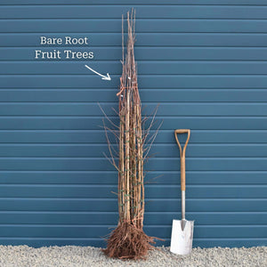 'Elstar' Apple Tree Fruit Trees