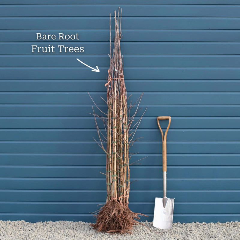 'Elstar' Apple Tree Fruit Trees