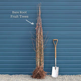 'Elstar' Apple Tree Fruit Trees