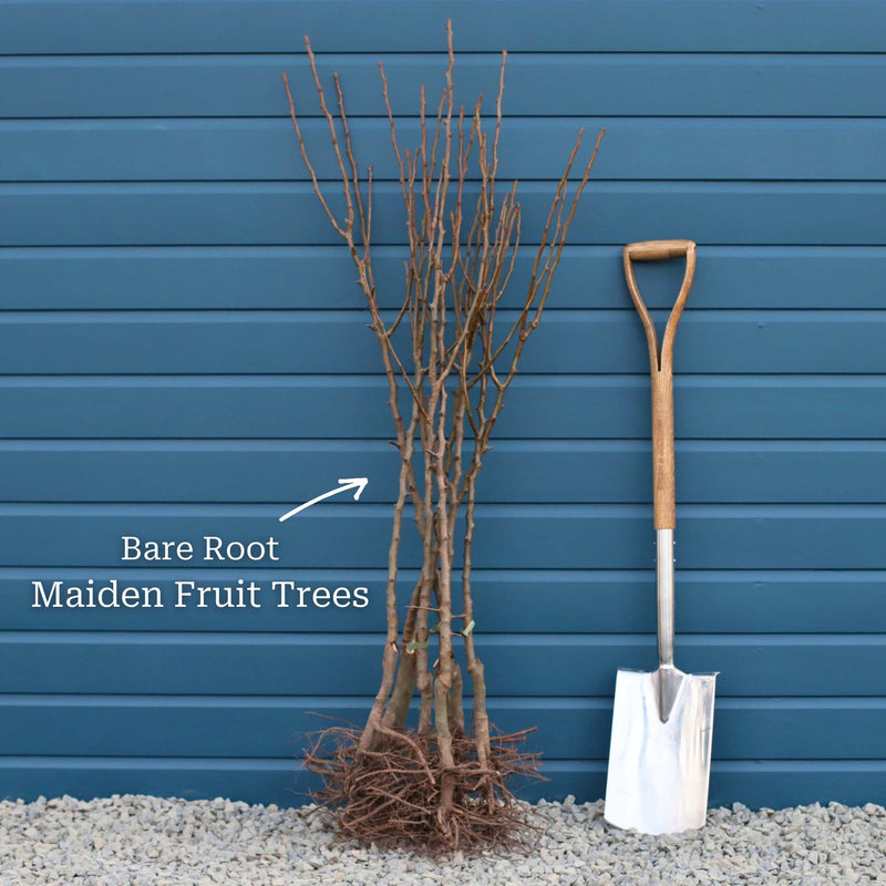 'Tomcot'® Apricot Tree Fruit Trees