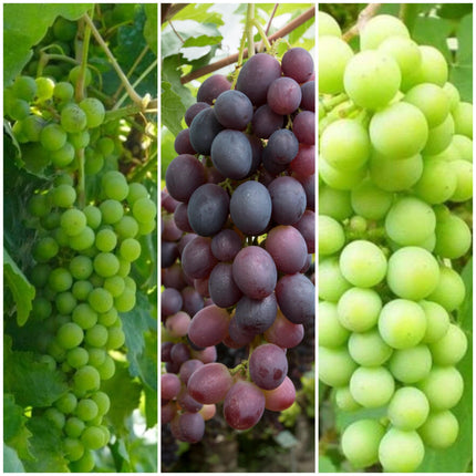 Full Season Grape Vines Collection Soft Fruit