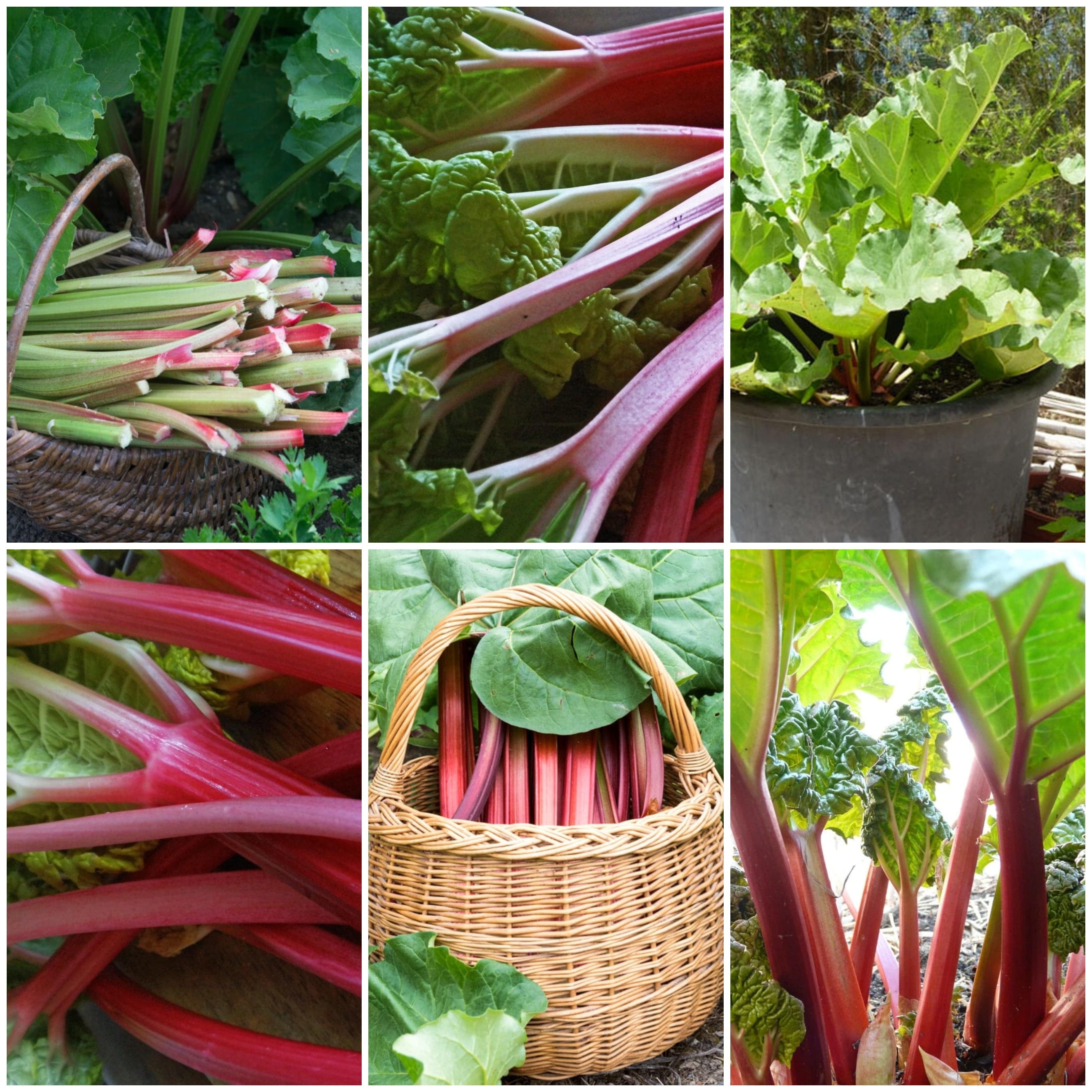 Full Season Rhubarb Collection - Roots Plants