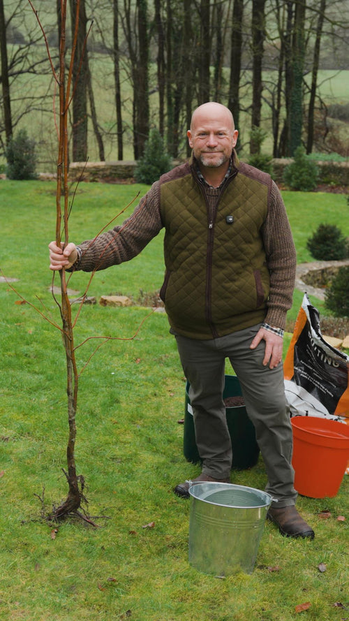 How to plant a bare root tree