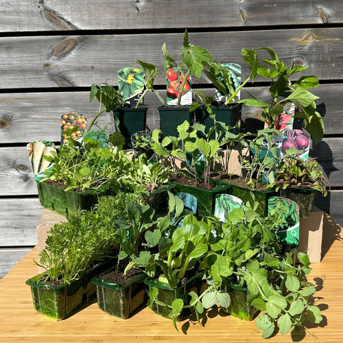 Full Season Vegetables Collection Vegetables