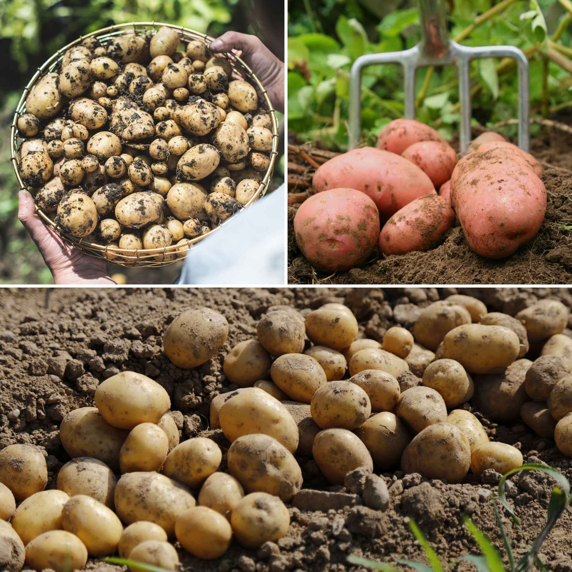 Full Season Seed Potato Pack Growers' Choice Roots Plants