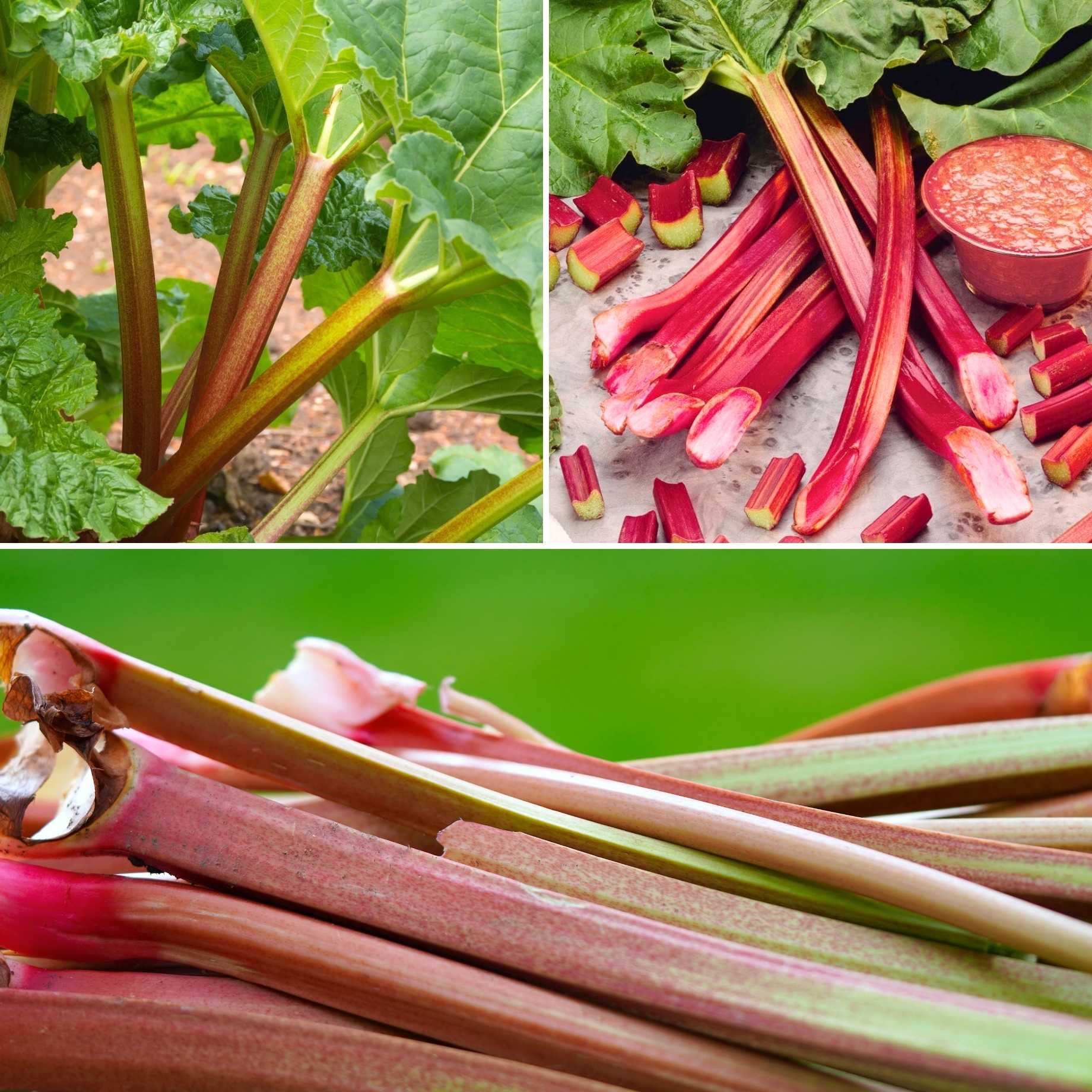 Full Season Rhubarb Collection – Roots Plants
