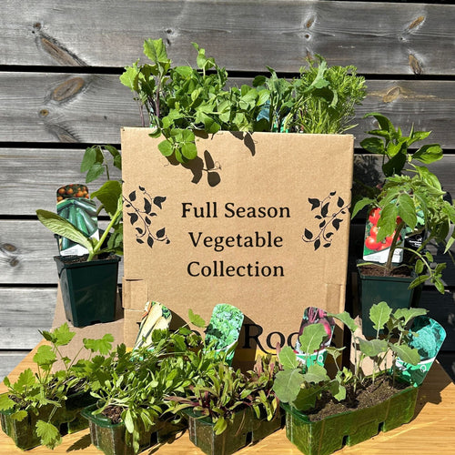 Full Season Vegetables Collection Vegetables