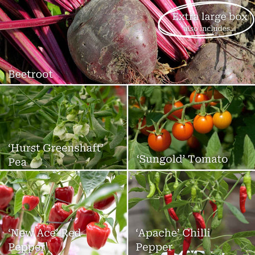 Full Season Vegetables Collection Vegetables