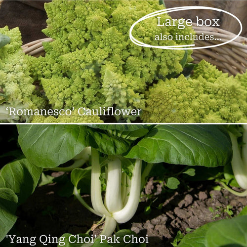 Full Season Vegetables Collection Vegetables