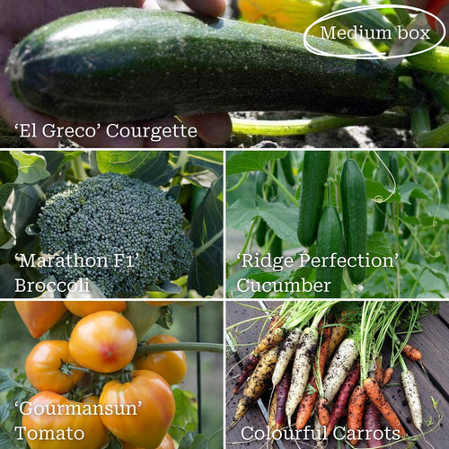 Full Season Vegetables Collection Vegetables
