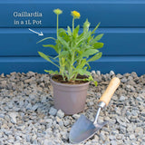Gaillardia 'Mesa Red' Perennial Bedding