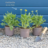 Gaillardia 'Mesa Red' Perennial Bedding