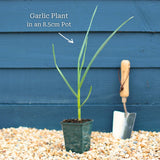 Garlic Plants Vegetables