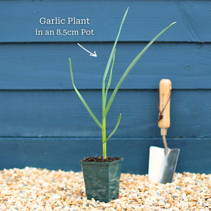 Garlic Plants Vegetables