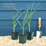 Garlic Plants Vegetables