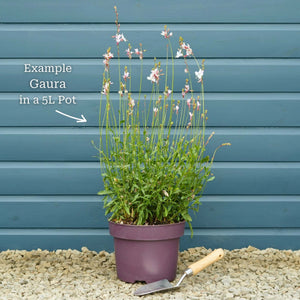 Gaura 'Gaudi Rose' Perennial Bedding