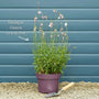 Gaura 'Gaudi Rose' Perennial Bedding
