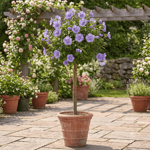 Patio Hibiscus Tree | Hibiscus syriacus 'Blue Chiffon'® Shrubs