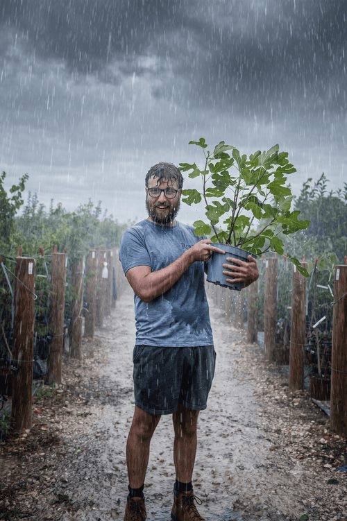 What's the best fig to grow in the UK?