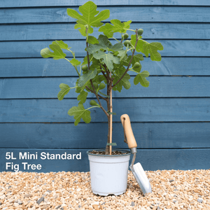 UK Hardy Fig Tree | 'Brown Turkey' Mediterranean Fruit Trees