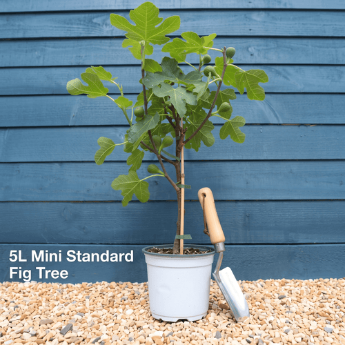 UK Hardy Fig Tree | 'Brown Turkey' Mediterranean Fruit Trees