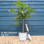UK Hardy Fig Tree | 'Brown Turkey' Mediterranean Fruit Trees
