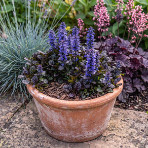 Ajuga 'Black Scallop' Perennial Bedding