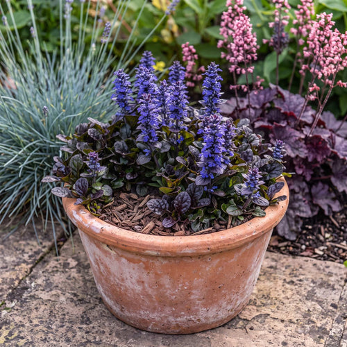 Ajuga 'Black Scallop' Perennial Bedding