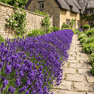 English Lavender 'Hidcote' | Lavandula angustifolia Perennial Bedding