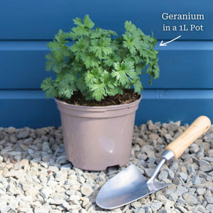 Geranium 'Dreamland' Perennial Bedding