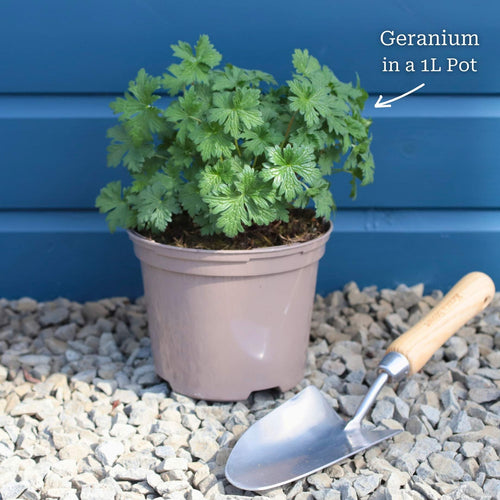 Geranium 'Dreamland' Perennial Bedding