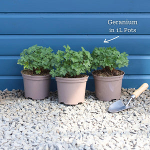 Geranium 'Dreamland' Perennial Bedding