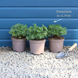 Geranium 'Dreamland' Perennial Bedding