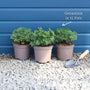 Geranium 'Dreamland' Perennial Bedding