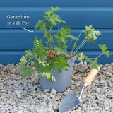 Geranium 'Blushing Turtle' Perennial Bedding