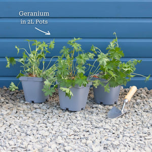 Geranium 'Blushing Turtle' Perennial Bedding