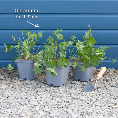 Geranium 'Blushing Turtle' Perennial Bedding
