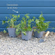 Geranium 'Blushing Turtle' Perennial Bedding